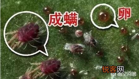 近期红蜘蛛爆发,现阶段最全的红蜘蛛防治方案是什么？