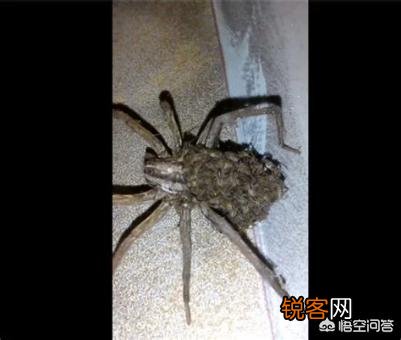 为什么蜘蛛死后肚子是破的？