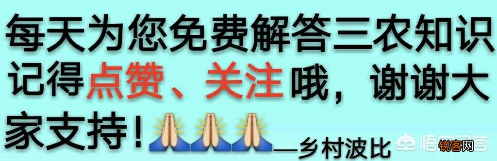 柑橘种植中如何同时消灭红蜘蛛、白蜘蛛、黄蜘蛛,及卵幼螨若螨成螨形态？