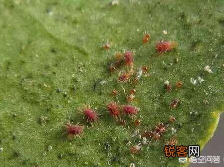 柑橘种植中如何同时消灭红蜘蛛、白蜘蛛、黄蜘蛛,及卵幼螨若螨成螨形态？