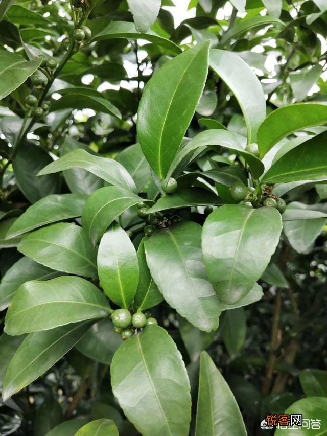 柑橘种植中如何同时消灭红蜘蛛、白蜘蛛、黄蜘蛛,及卵幼螨若螨成螨形态？