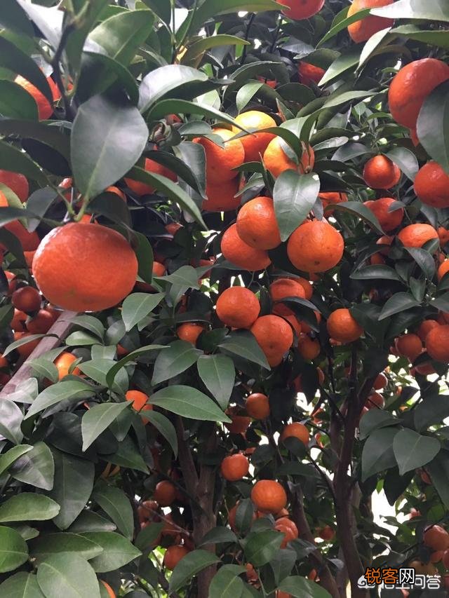 柑橘种植中如何同时消灭红蜘蛛、白蜘蛛、黄蜘蛛,及卵幼螨若螨成螨形态？