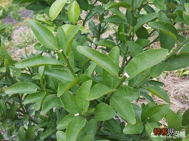 柑橘种植中如何同时消灭红蜘蛛、白蜘蛛、黄蜘蛛,及卵幼螨若螨成螨形态？