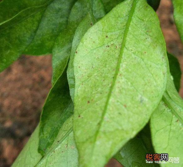 柑橘种植中如何同时消灭红蜘蛛、白蜘蛛、黄蜘蛛,及卵幼螨若螨成螨形态？