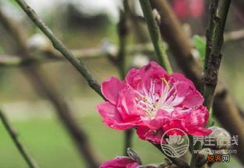 桃花茶可以加蜂蜜吗 桃花茶和蜂蜜能一起喝吗