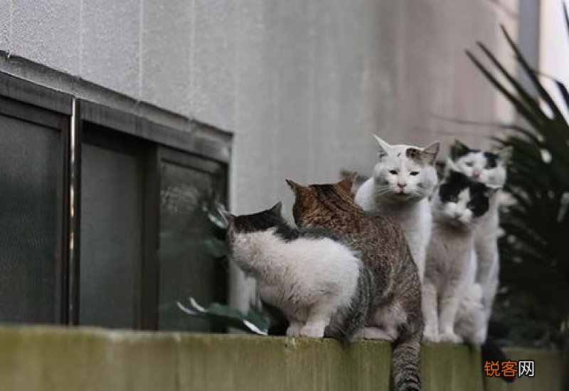 猫咪绝育有什么好处