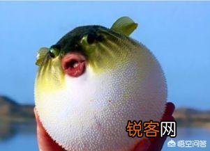 关于美食的优美句子有哪些？