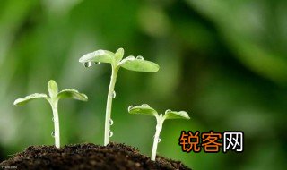 描写嫩芽的优美句子 描写嫩芽的优美句子有哪些