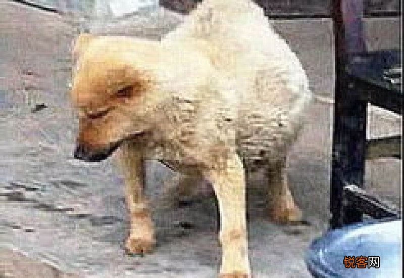 狗狗腹部两侧肿大