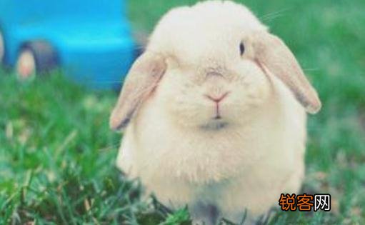 法国垂耳兔的简介-法国垂耳兔的价格