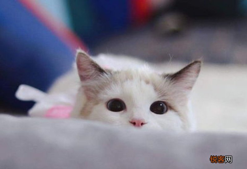 猫乱拉屎怎么解决方法