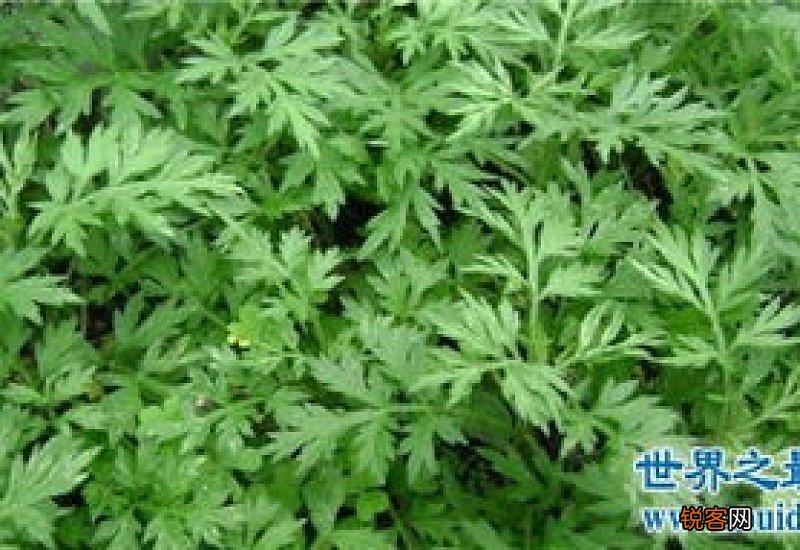 艾草艾叶有什么区别 艾草和艾叶哪个泡脚好