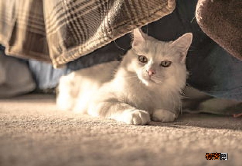 猫三米跳下来有事吗