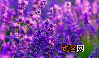 描写花草的优美句子 关于花草的优美句子