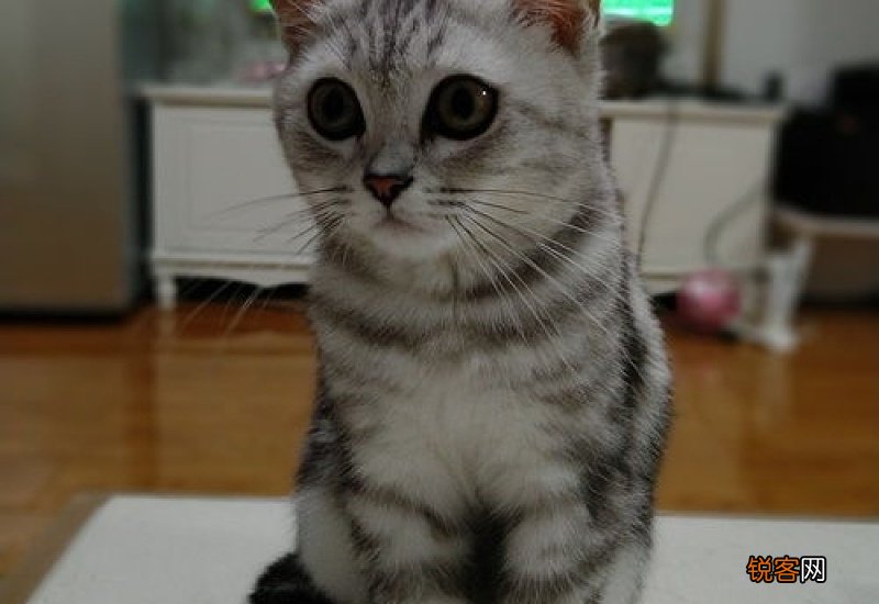 猫吃了罐头不肯吃猫粮怎么办