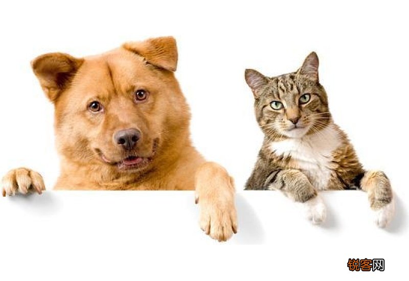 猫的爪子能伸缩吗