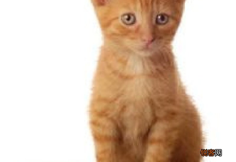 小猫不吃东西吐黄水