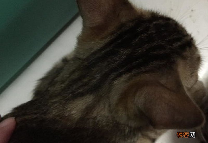 猫咪毛里面有疙瘩