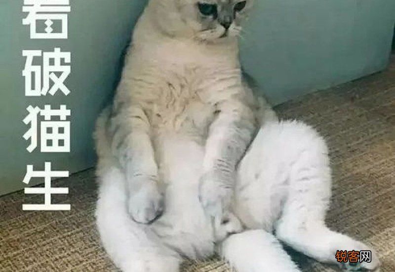 小猫得了猫癣会自愈吗