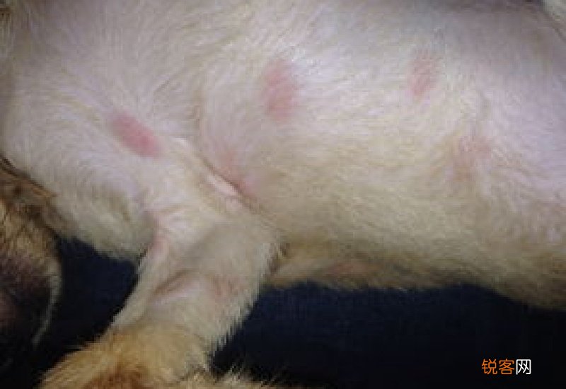 狗狗皮屑多是什么原因