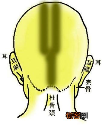 骨相图解：双龙金锁骨