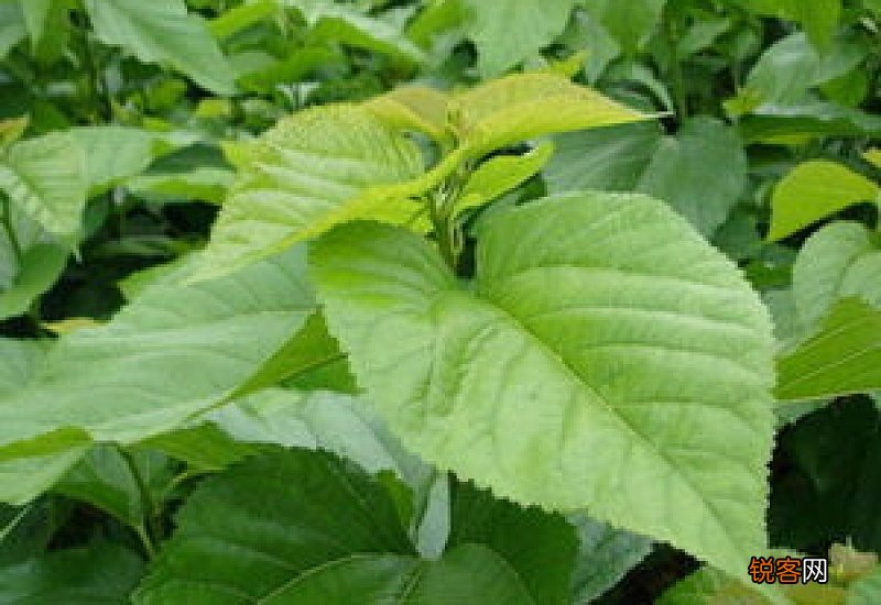 桑叶有什么作用与功效 桑叶的食用方法有哪些