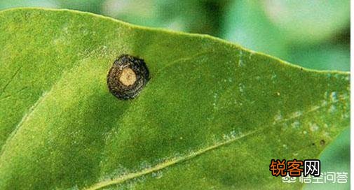 农村种植的辣椒叶片上发现很多小洞,是怎么回事？
