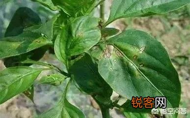 农村种植的辣椒叶片上发现很多小洞,是怎么回事？