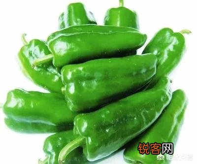 农村种植的辣椒叶片上发现很多小洞,是怎么回事？