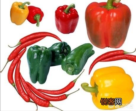 农村种植的辣椒叶片上发现很多小洞,是怎么回事？