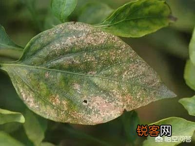 农村种植的辣椒叶片上发现很多小洞,是怎么回事？