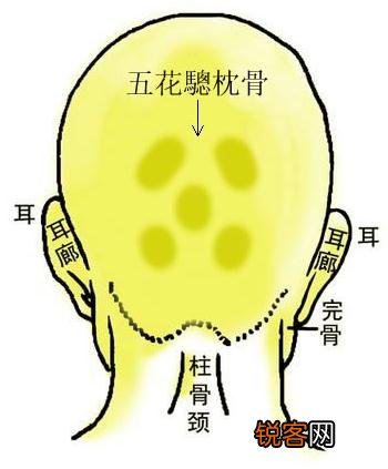骨相图解：五花驄枕骨 面相 枕骨