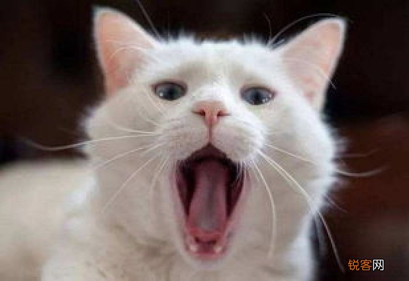 猫口炎能自愈吗但是特别能吃