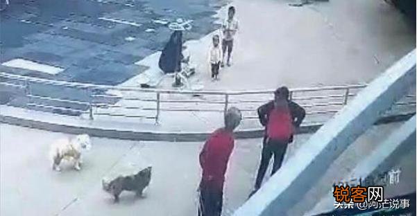 80岁老人遛狗不栓绳,遭中年男子暴打,疑因小狗追人,谁的错？