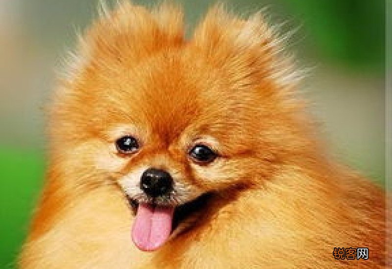博美成年犬体重