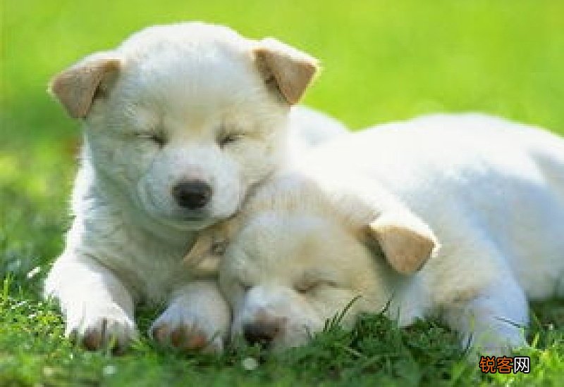 狗狗一直发抖抽搐是怎么回事儿