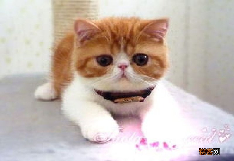 猫为什么会发出咕咕的声音跟打雷一样