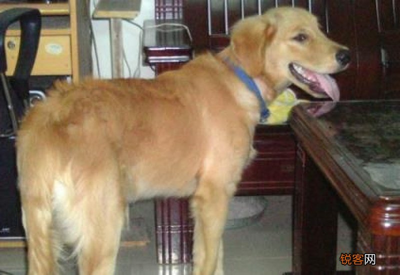 狗吃多少巧克力会致死巧克力