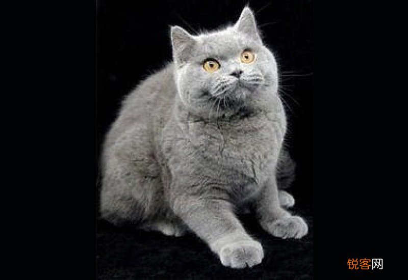 灰白两种颜色的猫是什么品种