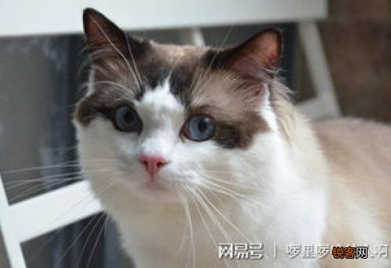 猫的换毛期什么时候结束