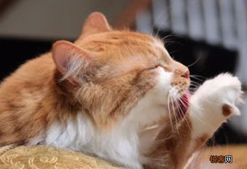 哺乳期猫咪可以驱虫吗