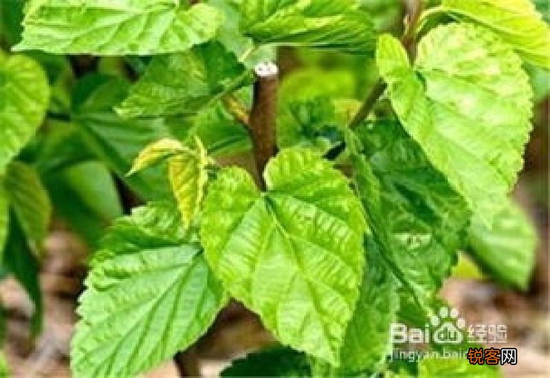 桑叶泡水有什么功效 桑叶泡水要注意什么