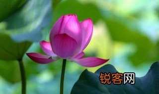描写初夏的优美句子 有什么初夏的好句