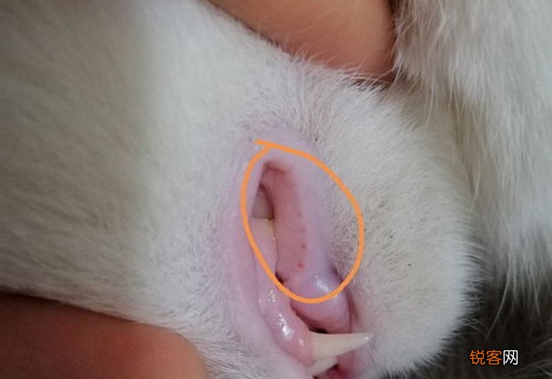 猫牙龈上有小红点百度贴吧