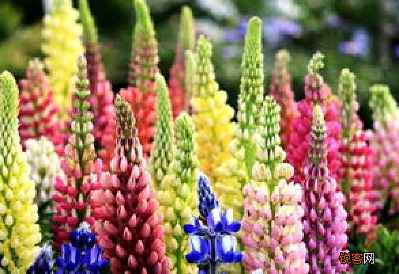 鲁冰花是一种花吗