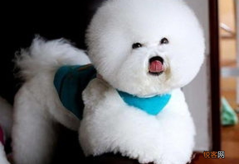 比熊尾巴下垂没有精神