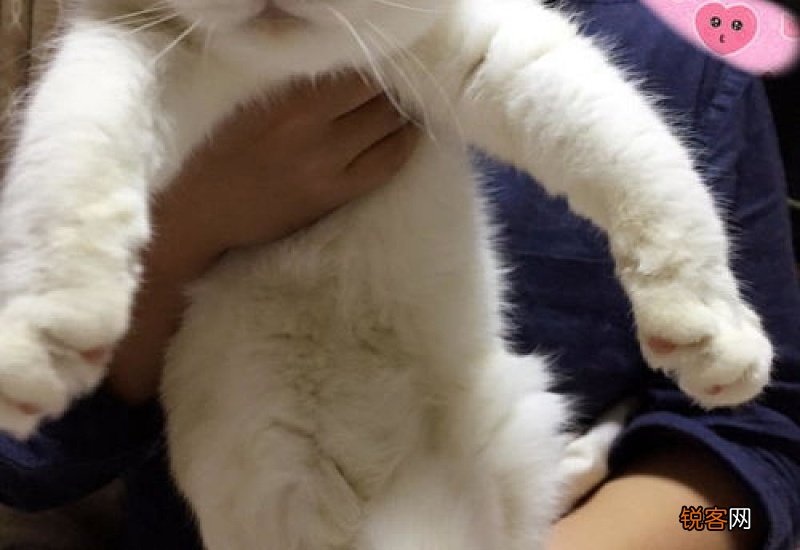 猫吃多少钱的猫粮合适