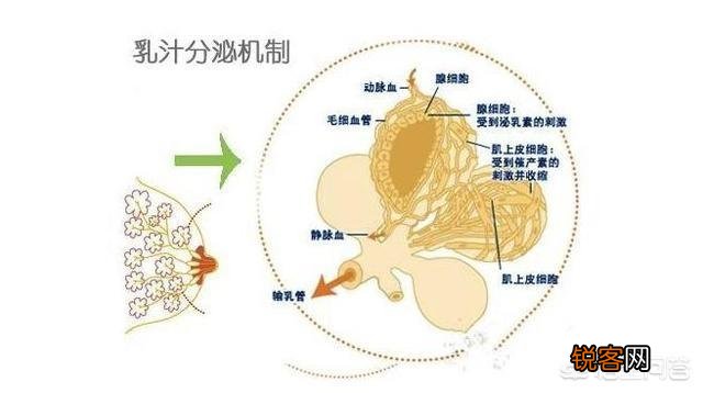 哺乳时没有奶震了怎么回事？