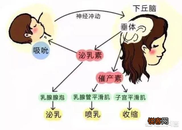 哺乳时没有奶震了怎么回事？