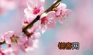 描写春天桃花的句子 表达春天桃花的经典句子